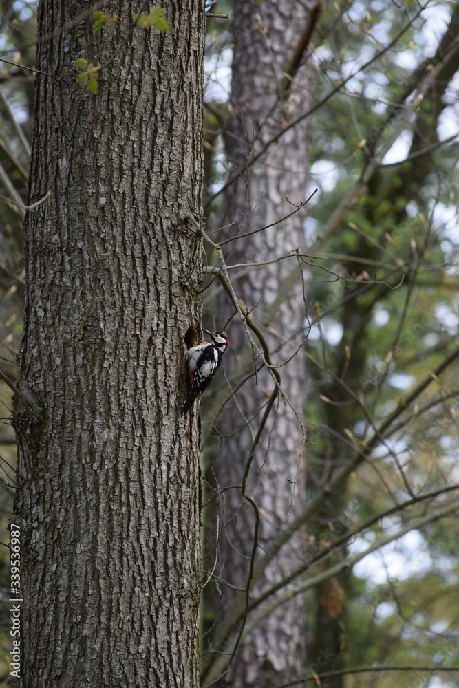 Brood cavity