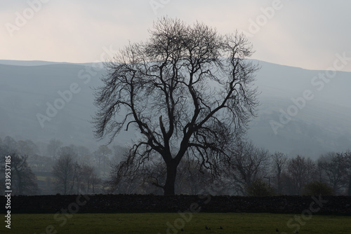 misty morning mist