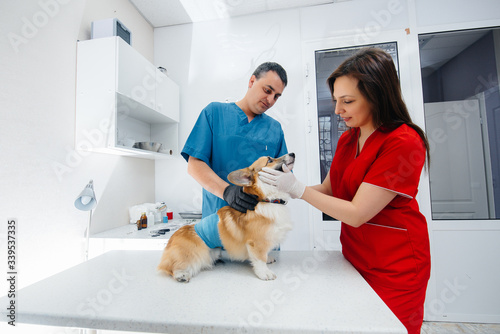 Fototapeta Naklejka Na Ścianę i Meble -  In a modern veterinary clinic, a thoroughbred Corgi dog is examined. Veterinary clinic