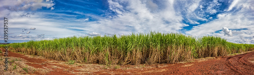 Sugar cane field. Panoramic photo of a sugar cane plantation with blue sky with clouds in Ribeirao Preto, Sao Paulo - Brazil