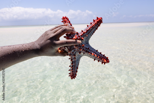 starfish VIIII photo