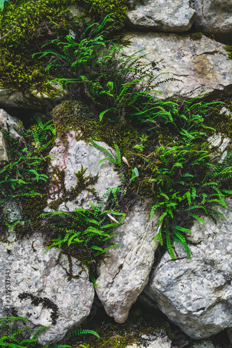 rocks with ferns texture green