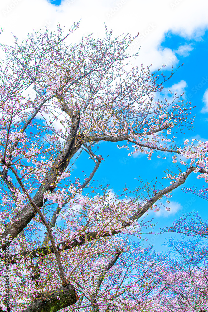 早朝の背割堤の桜