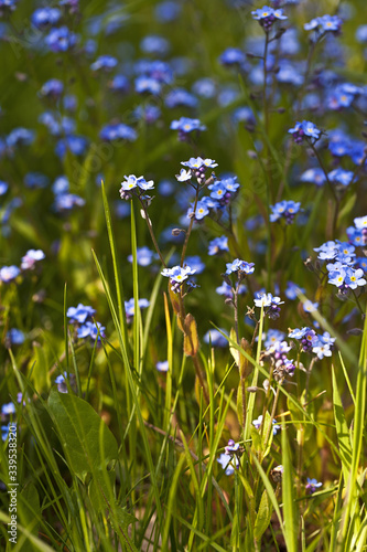 Blue Forget Me Not Flowers In Sun
