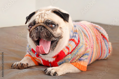 Pug dog laying on a couch and yawning looking at the camera. Funny pug dog dressed in knitted sweater indoors. © Magryt