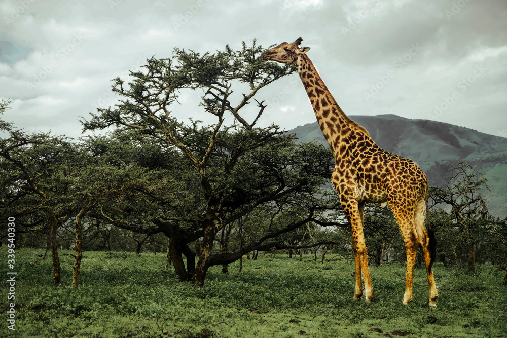 Φωτογραφία Giraffe standing near the tree in Serengeti national park in Tanzania