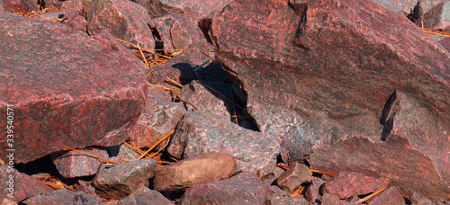 lizard on the rock