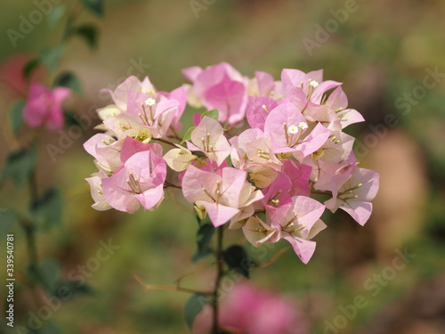 Magnoliophyta Scientific name Bougainvillea Paper flower pink color on blurred of nature background