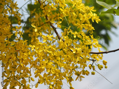 yellow color flowers Cassia fistula, Golden Shower Tree, Ratchaphruek full blooming beautiful in garden blurred of nature background