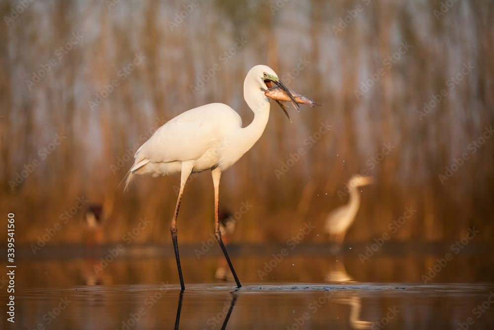 Egret eating fish Egret eating fish