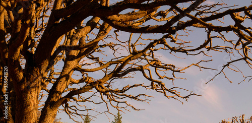 autumn tree in the sky