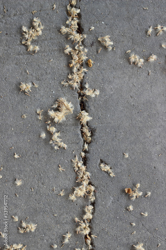 Seeds dropped onto concrete and forming a random abstract pattern. Symbol of nature and technological pollution.
