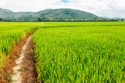 Rice field  green rice sprouts in the meadow. Mountain view  agriculture in Asia.