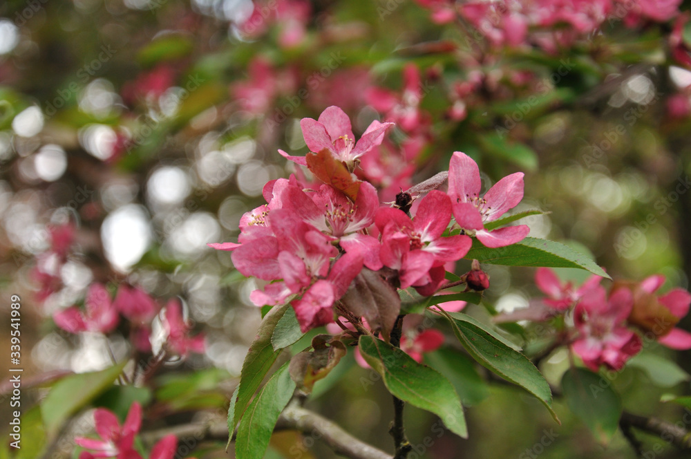 Pink apple flowers on a branch with green leaves. The back background is beautifully blurred.