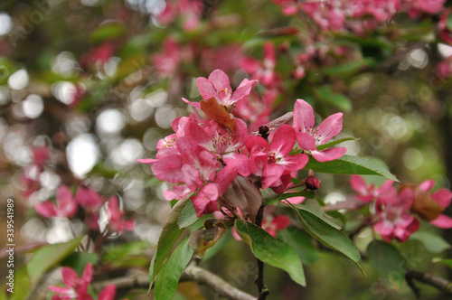 Pink apple flowers on a branch with green leaves. The back background is beautifully blurred.