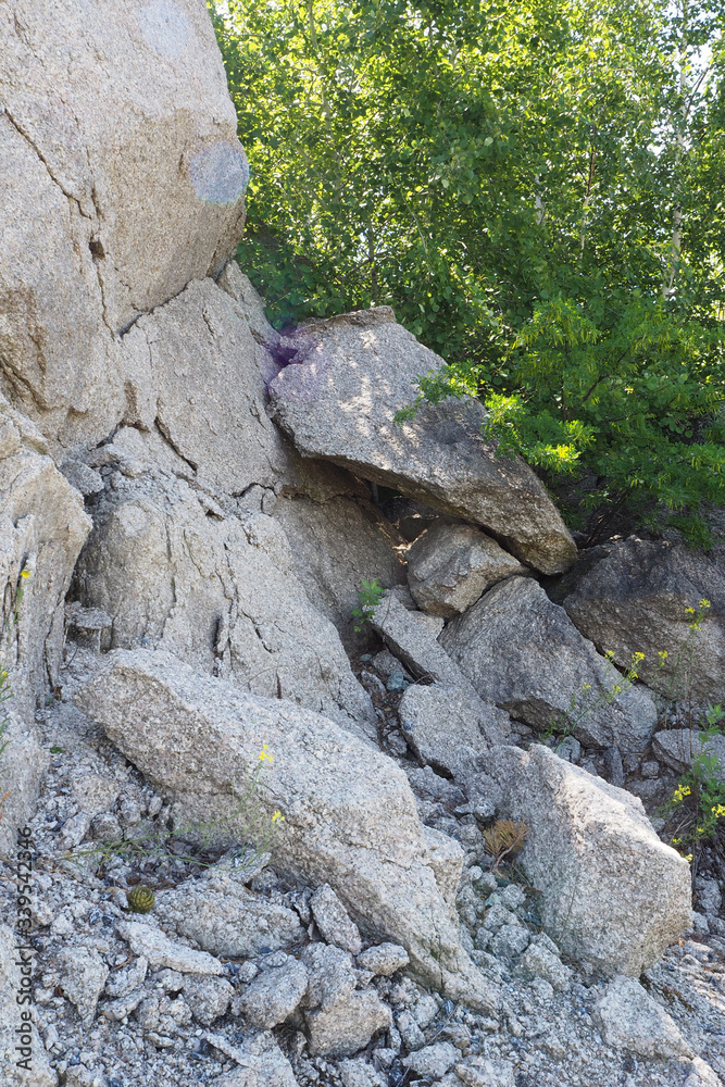 The surface of the big grey rock closeup with splits and ledges, small rock slides, green bushes.