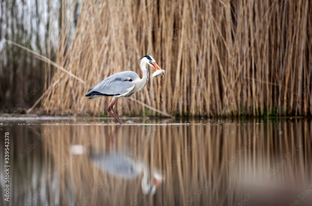 Grey heron eating fish Grey heron eating fish