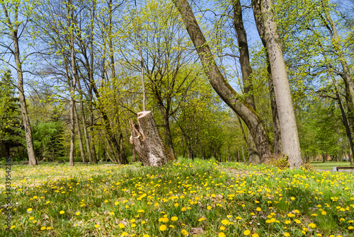 Wiosna w Parku Lubomirskich, Dojlidy, Białystok, Podlasie
