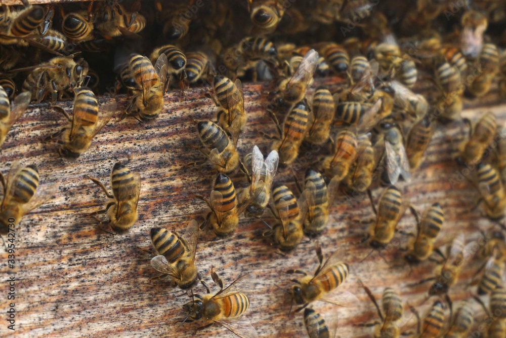 bees at work bees at work