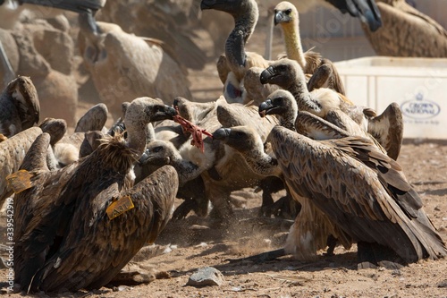 Two vultures fighting for a piece of meat.