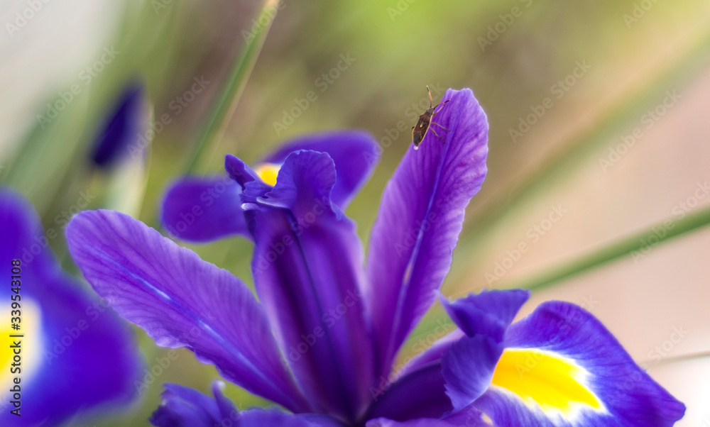 blue iris with a weevil at garden in spring