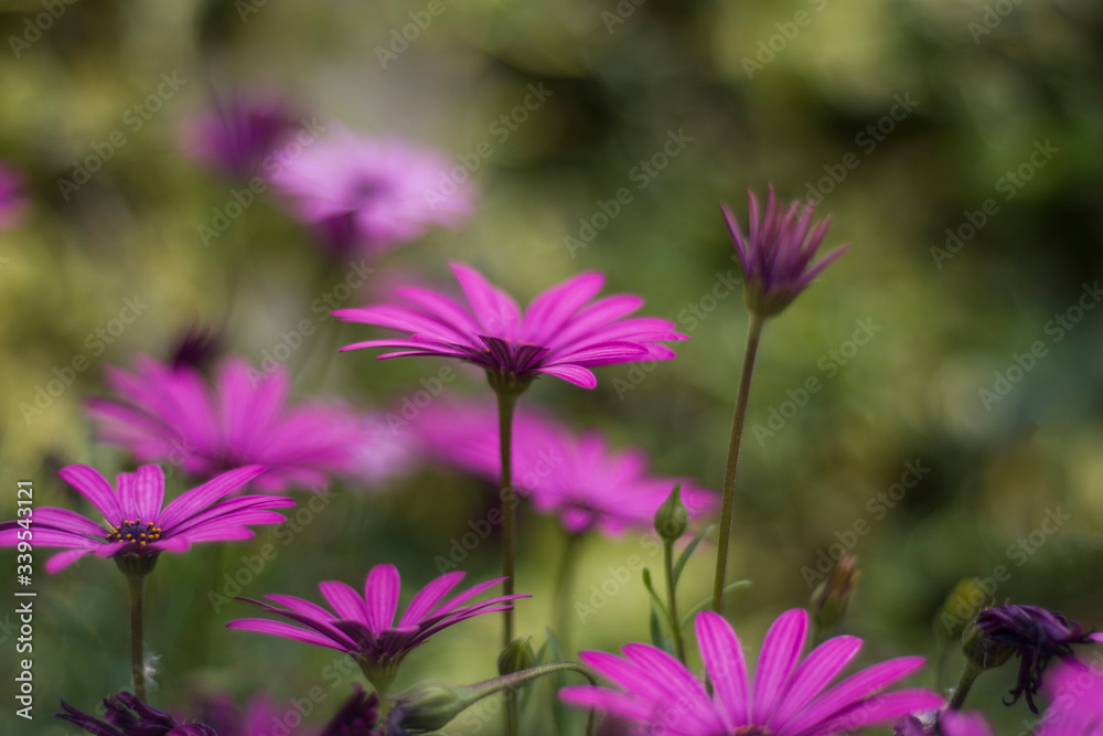 meadow with pink daisies of the Cape