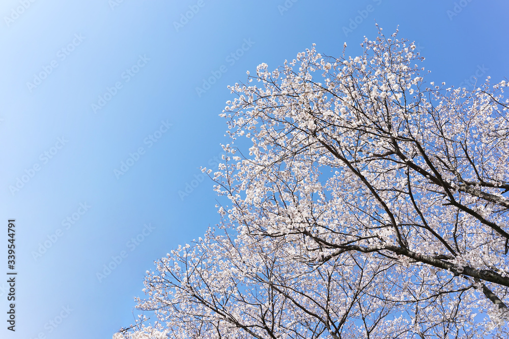 青空背景の満開の桜
