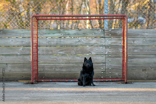 black dog as goalkeeper