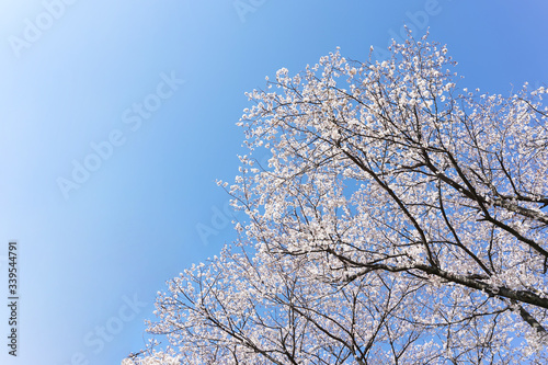 青空背景の満開の桜 © PhotoSozai