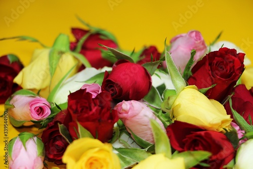 beautiful colorful heads of different roses with a yellow background