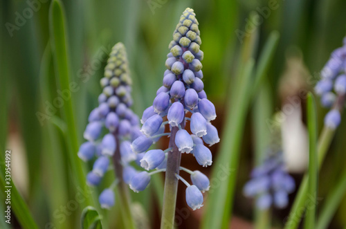 Spring blooming of muskar flower