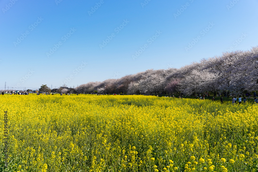 青空の下の桜と菜の花畑