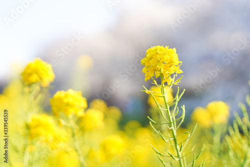 菜の花畑 黄色い花