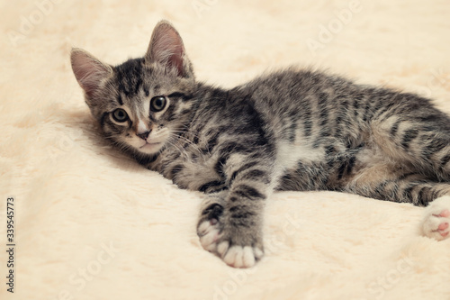Cute gray tabby kitten lies on a fluffy cream fur blanket © Галина Сандалова