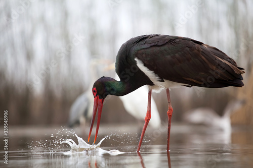 Stork eating fish