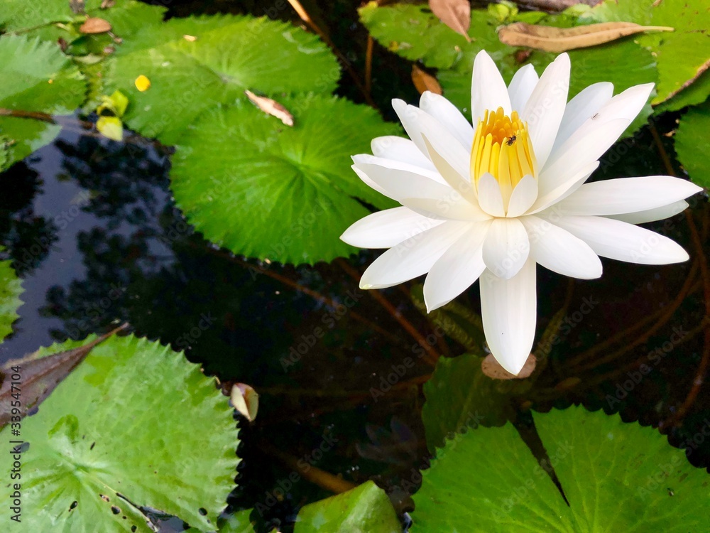 white water lily