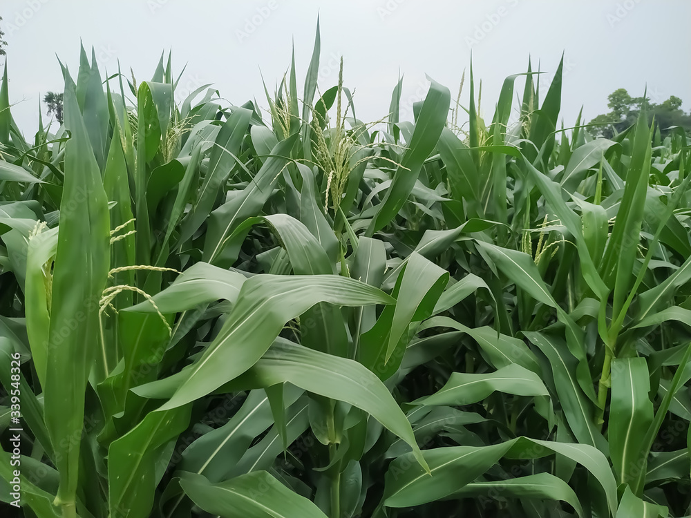 Corn flower tassel sway in the late summer breeze. Green corn field Corn flower tassel sway in the late summer breeze. Green corn field