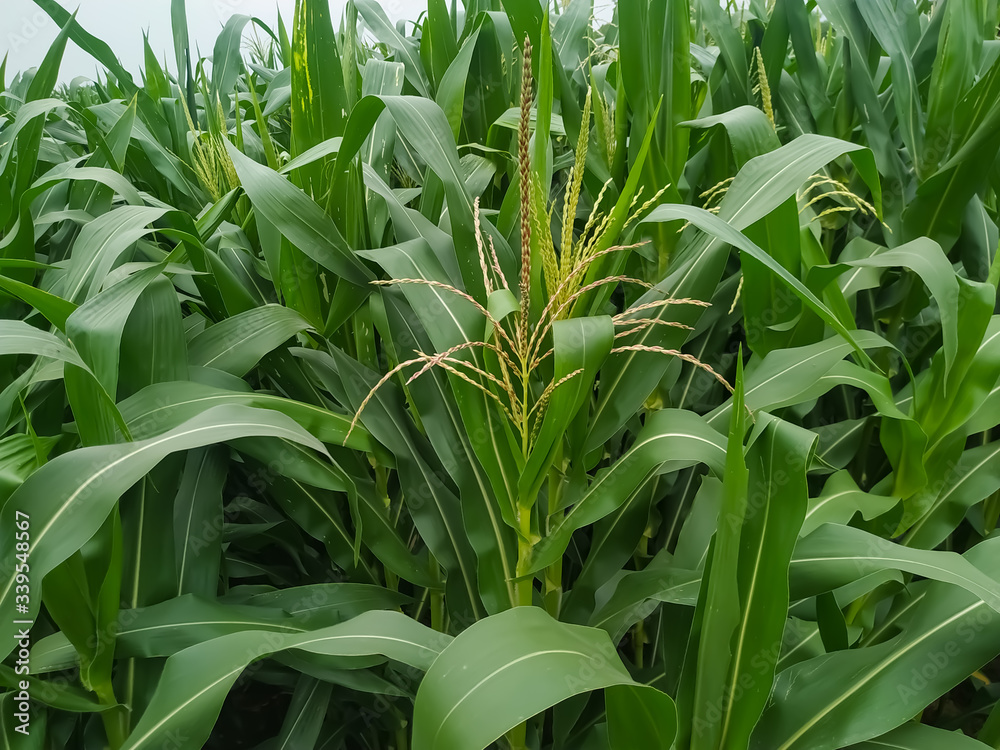 Obraz premium Corn flower tassel sway in the late summer breeze. Green corn field
