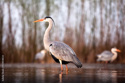 Grey heron eating fish