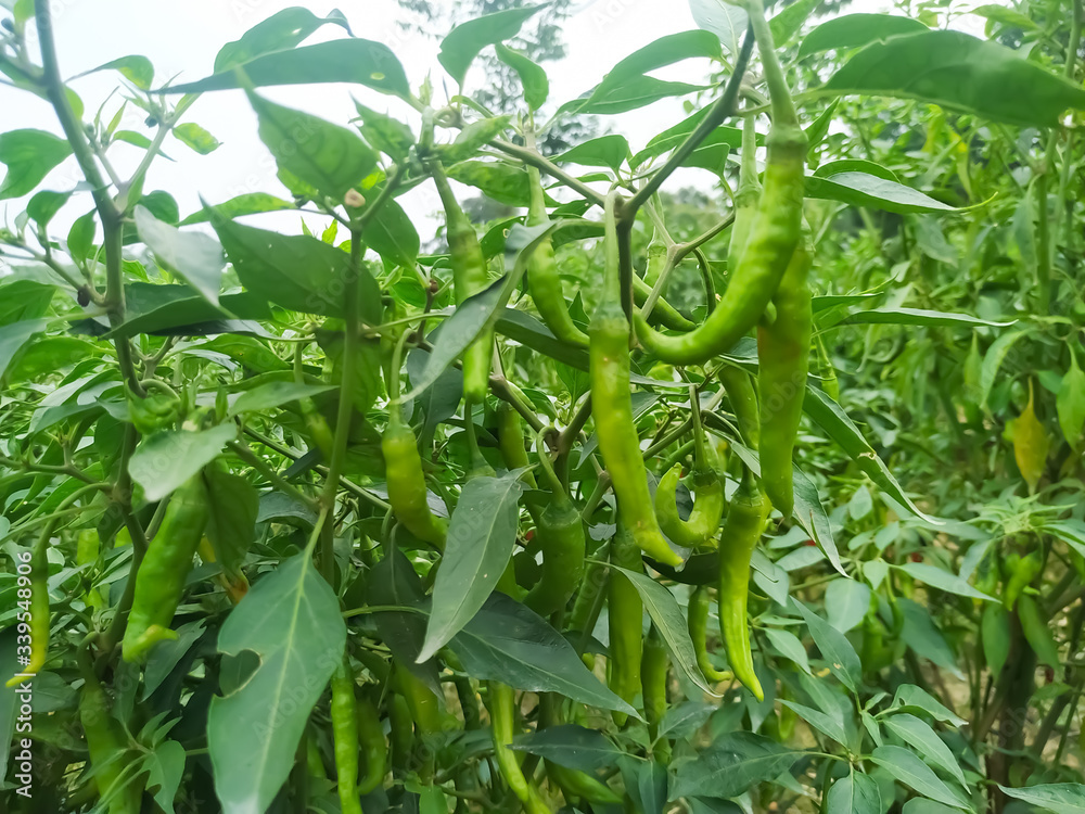 Fresh green chili pepper on tree and leaf organic Fresh green chili pepper on tree and leaf organic