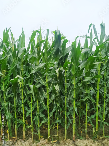 Corn flower tassel sway in the late summer breeze. Green corn field