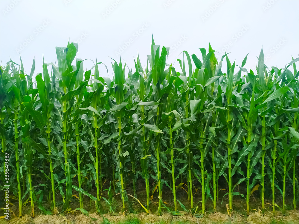 Obraz premium Corn flower tassel sway in the late summer breeze. Green corn field