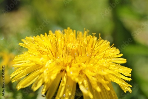 yellow dandelion on the green SONY DSC