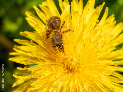 Biene auf Löwenzahnblüte im Frühling