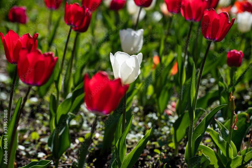 Fototapeta premium tulips in garden