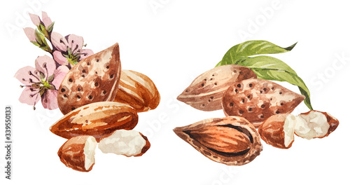Almond. Hand drawing-watercolor set. It can be used for postcards, stickers, encyclopedias, menus, ingredients of dishes. Style design for the label, cover, prints for some surfaces.
