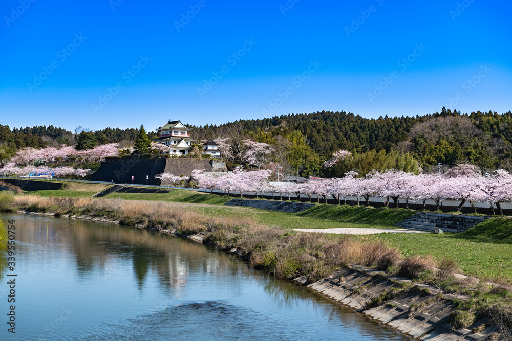 日本　涌谷城満開の桜並木と江合川