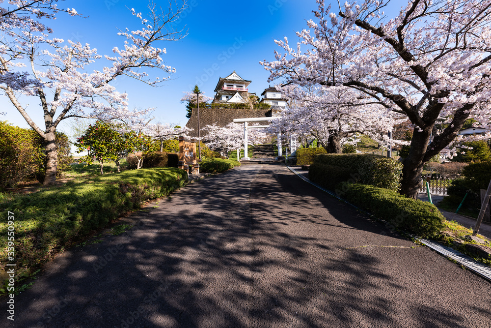 Obraz premium 日本 涌谷城満開の桜並木とお城