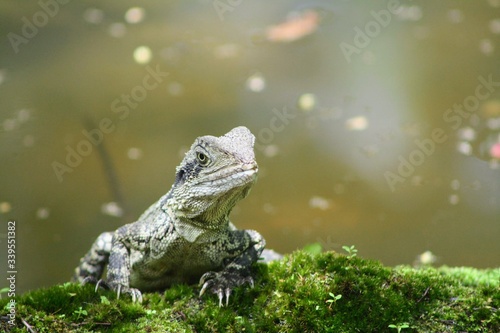 green lizard in the sun