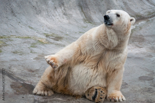 polar bear in zoo © Volodymyr
